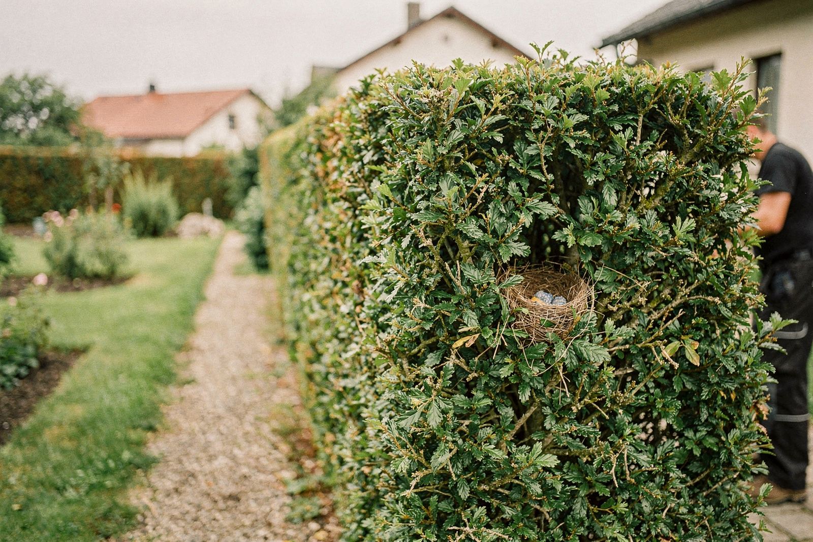 Frisch in Form geschnittene Ligusterhecke an einer Grundstücksgrenze